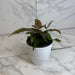 The Plant Farm® Houseplants Pteris Quadriautria 'Tricolor' Fern, 4" Plant