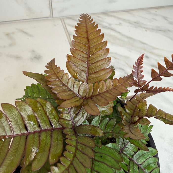 The Plant Farm® Houseplants Pteris Quadriautria 'Tricolor' Fern, 4" Plant