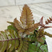 The Plant Farm® Houseplants Pteris Quadriautria 'Tricolor' Fern, 4" Plant