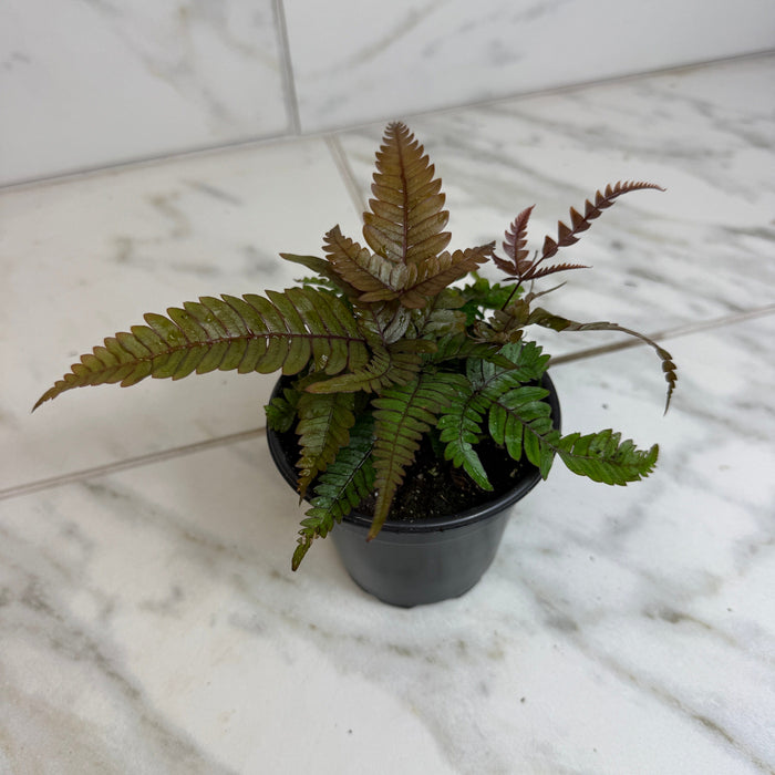 The Plant Farm® Houseplants Pteris Quadriautria 'Tricolor' Fern, 4" Plant