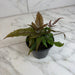 The Plant Farm® Houseplants Pteris Quadriautria 'Tricolor' Fern, 4" Plant