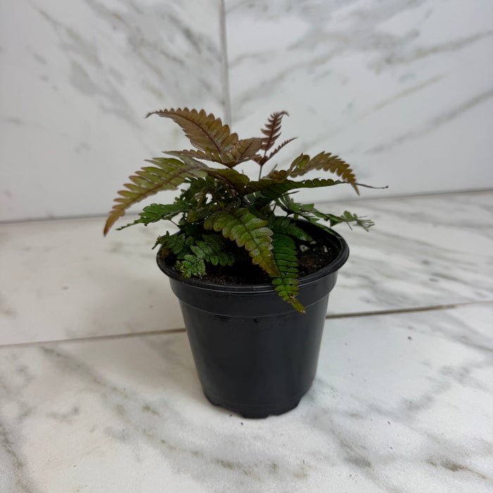 The Plant Farm® Houseplants Pteris Quadriautria 'Tricolor' Fern, 4" Plant