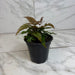 The Plant Farm® Houseplants Pteris Quadriautria 'Tricolor' Fern, 4" Plant