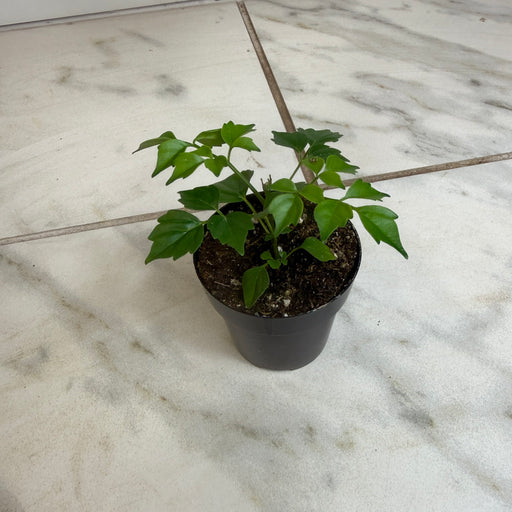 The Plant Farm® Houseplants Radermachera Sinica China Doll, 2" Plant