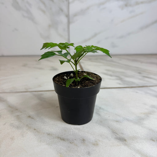 The Plant Farm® Houseplants Radermachera Sinica China Doll, 2" Plant