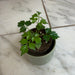 The Plant Farm® Houseplants Radermachera Sinica China Doll, 2" Plant