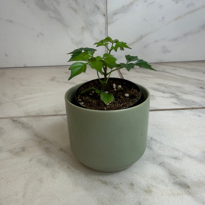 The Plant Farm® Houseplants Radermachera Sinica China Doll, 2" Plant