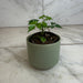 The Plant Farm® Houseplants Radermachera Sinica China Doll, 2" Plant