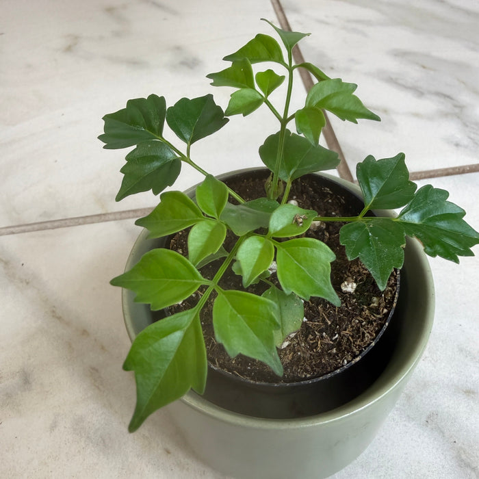doll house plants Radermachera Sinica China Doll, 2" Plant, The Plant Farm