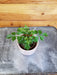 The Plant Farm® Houseplants Radermachera Sinica China Doll, 2" Plant