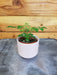 The Plant Farm® Houseplants Radermachera Sinica China Doll, 2" Plant