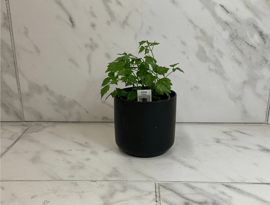 The Plant Farm® Houseplants Radermachera Sinica China Doll, 4" Plant