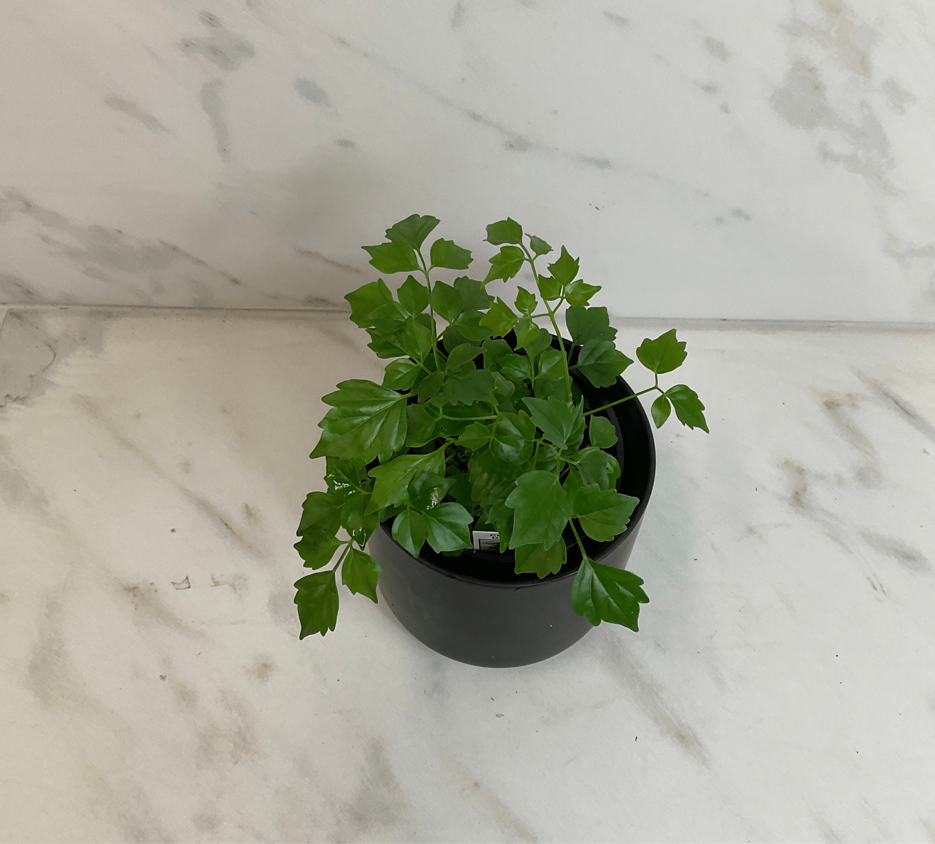 china doll house plant Radermachera Sinica China Doll, 4