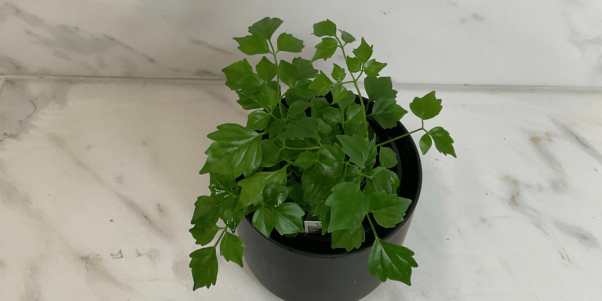 china doll house plant care Radermachera Sinica China Doll, 4" Plant — The Plant Farm®