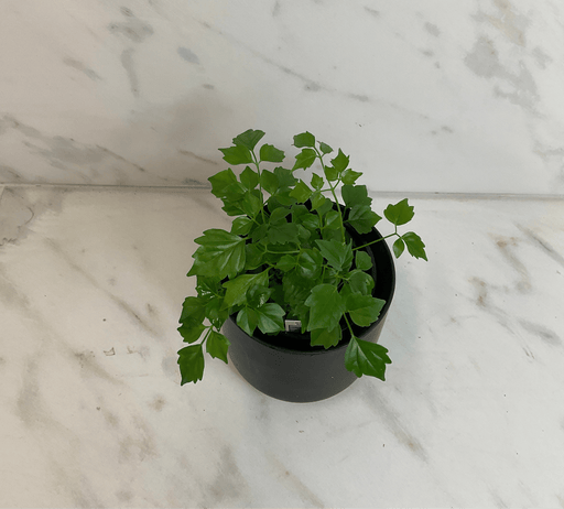 The Plant Farm® Houseplants Radermachera Sinica China Doll, 4" Plant