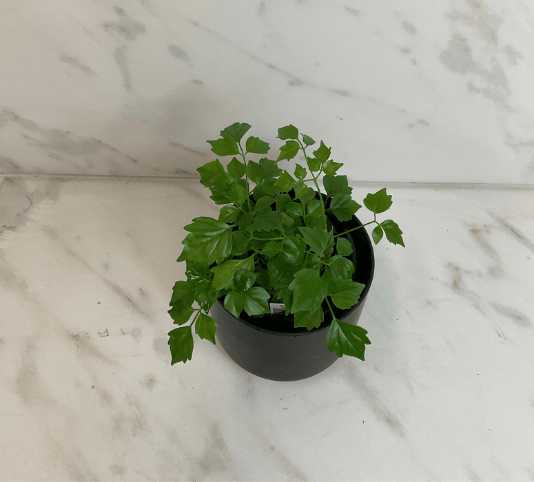 The Plant Farm® Houseplants Radermachera Sinica China Doll, 4" Plant