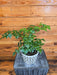 The Plant Farm® Houseplants Radermachera Sinica China Doll, 6" Plant