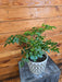 The Plant Farm® Houseplants Radermachera Sinica China Doll, 6" Plant