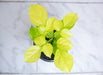 The Plant Farm® Houseplants Radermachera Sinica Golden China Doll, 4" Plant