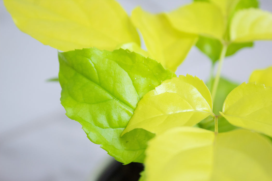 The Plant Farm® Houseplants Radermachera Sinica Golden China Doll, 4" Plant
