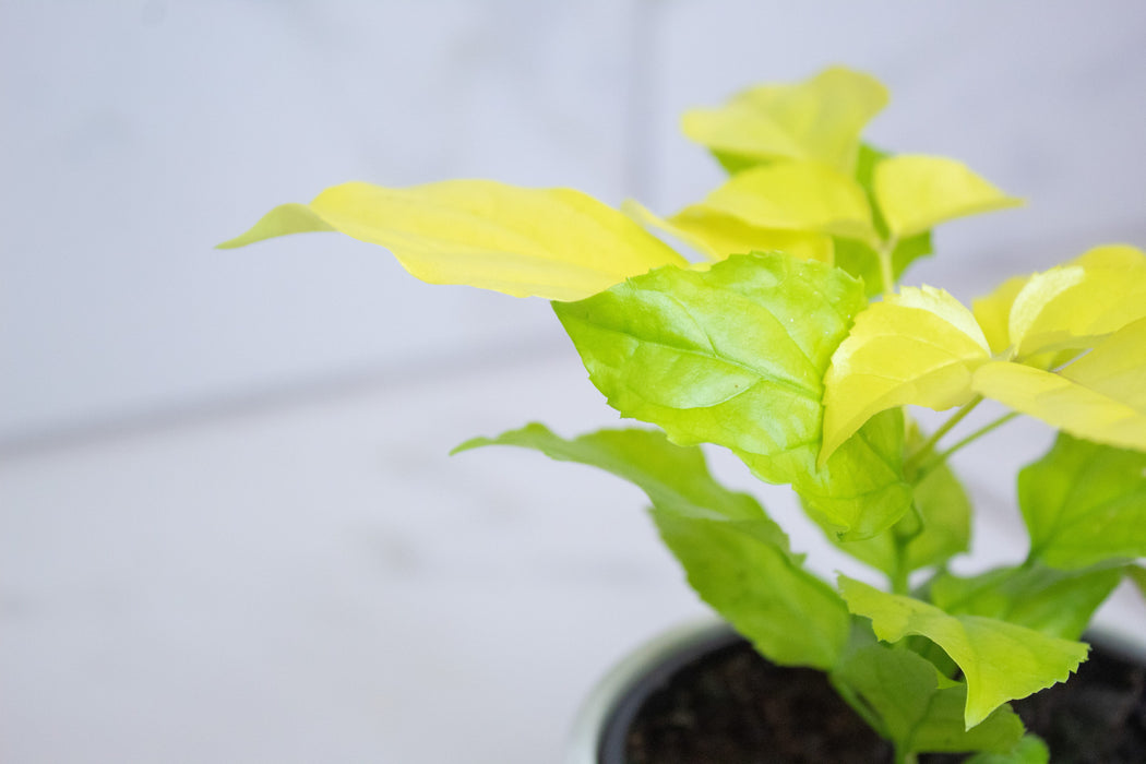 The Plant Farm® Houseplants Radermachera Sinica Golden China Doll, 4" Plant