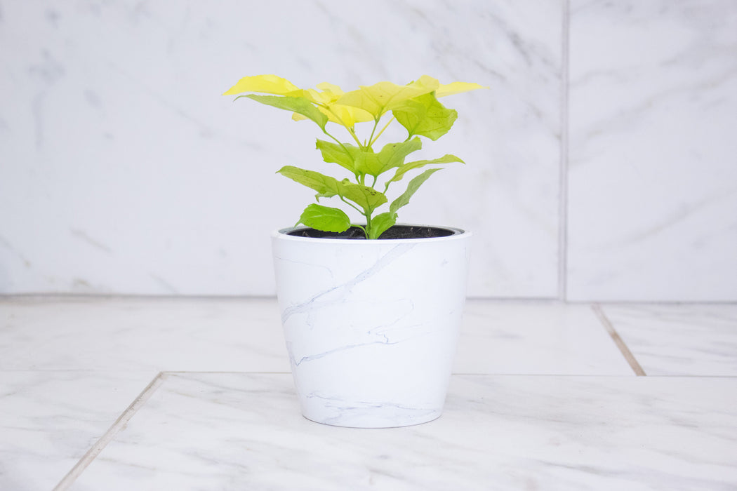 The Plant Farm® Houseplants Radermachera Sinica Golden China Doll, 4" Plant