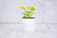 The Plant Farm® Houseplants Radermachera Sinica Golden China Doll, 4" Plant