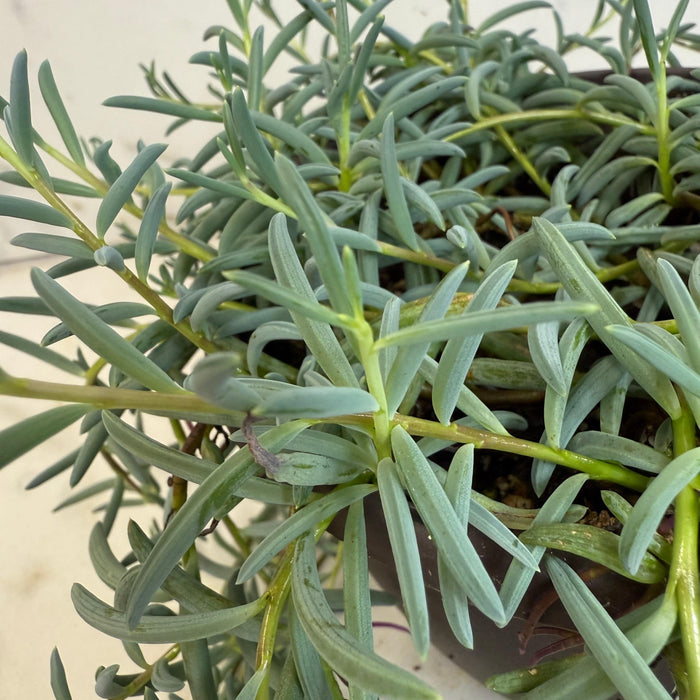 The Plant Farm® Houseplants Radicans String of Bananas, 6" Plant