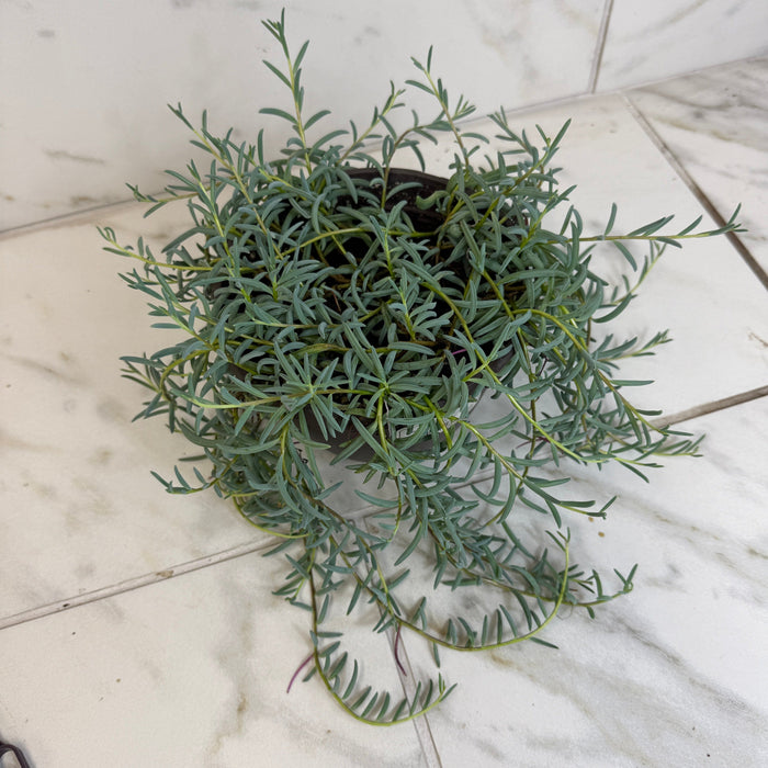 The Plant Farm® Houseplants Radicans String of Bananas, 6" Plant