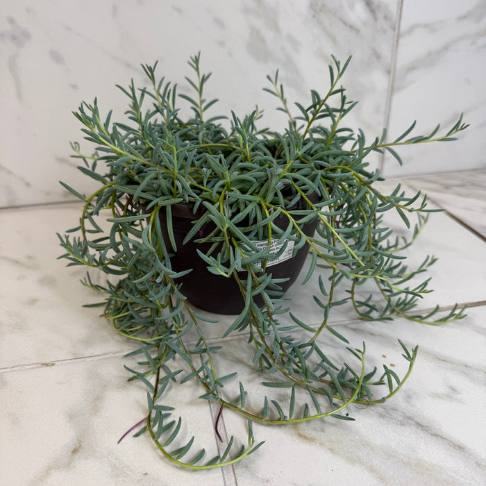 The Plant Farm® Houseplants Radicans String of Bananas, 6" Plant