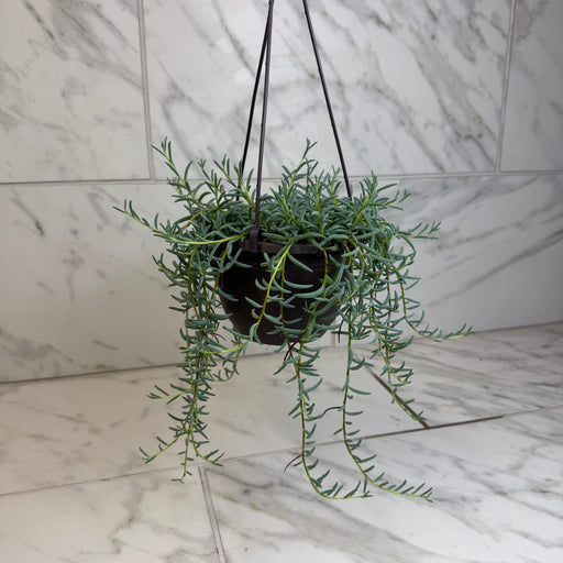 The Plant Farm® Houseplants Radicans String of Bananas, 6" Plant