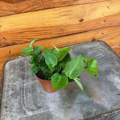 The Plant Farm® Houseplants Rhaphidophora Hayi, 2" Plant
