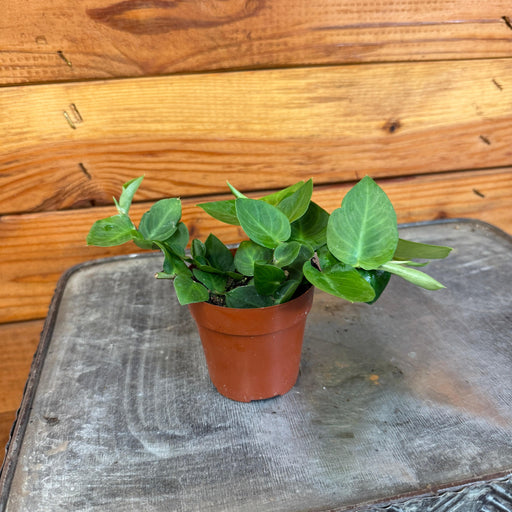 The Plant Farm® Houseplants Rhaphidophora Hayi, 2" Plant
