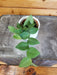 The Plant Farm® Houseplants Rhaphidophora Hayi, 2" Plant