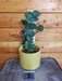 The Plant Farm® Houseplants Rhaphidophora Hayi - Pick Your Plant, 4" Plant