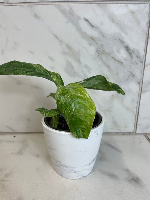 The Plant Farm® Houseplants Rhaphidophora Puberula Variegated, 4" Plant