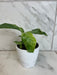 The Plant Farm® Houseplants Rhaphidophora Puberula Variegated, 4" Plant