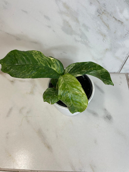 The Plant Farm® Houseplants Rhaphidophora Puberula Variegated, 4" Plant