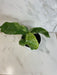 The Plant Farm® Houseplants Rhaphidophora Puberula Variegated, 4" Plant