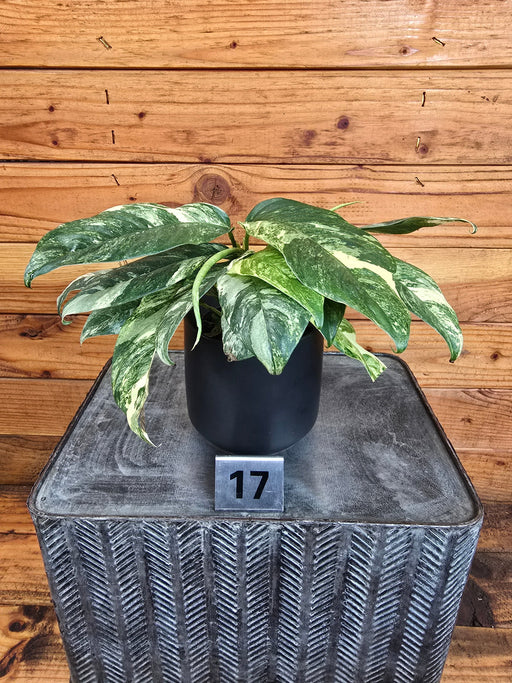 The Plant Farm® Houseplants Rhaphidophora Puberula Variegated - Pick Your Plant, 4" Plant