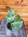 The Plant Farm® Houseplants Rhaphidophora Tetrasperma Minima, 4" Plant