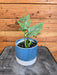 The Plant Farm® Houseplants Rhaphidophora Tetrasperma Minima, 4" Plant