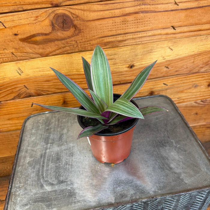 tricolor indoor plants The Sill Rhoeo Discolor 4 in. Houseplants in Green