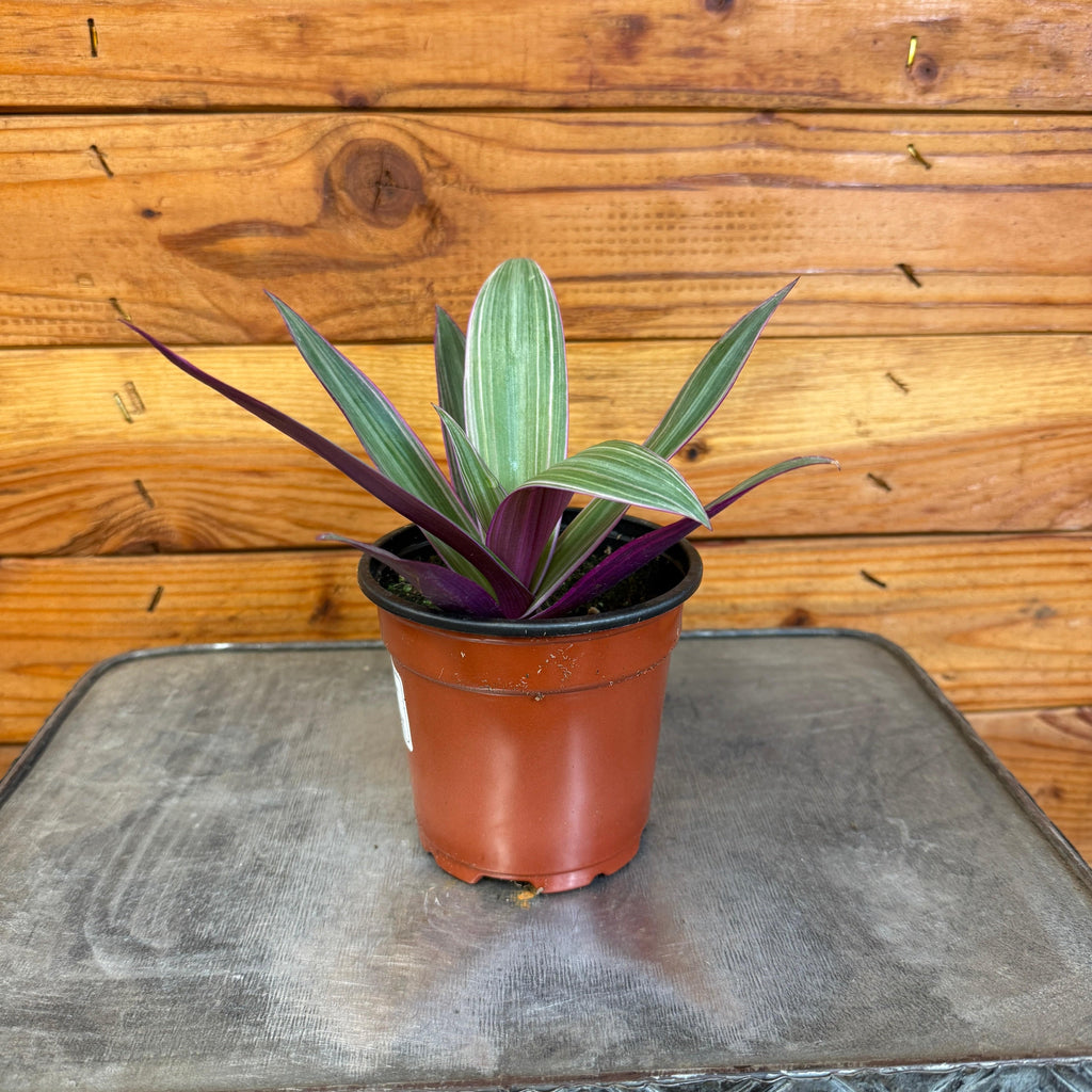 the-plant-farm-houseplants-