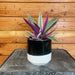 The Plant Farm® Houseplants Rhoeo Spathacea Tricolor, 4" Plant