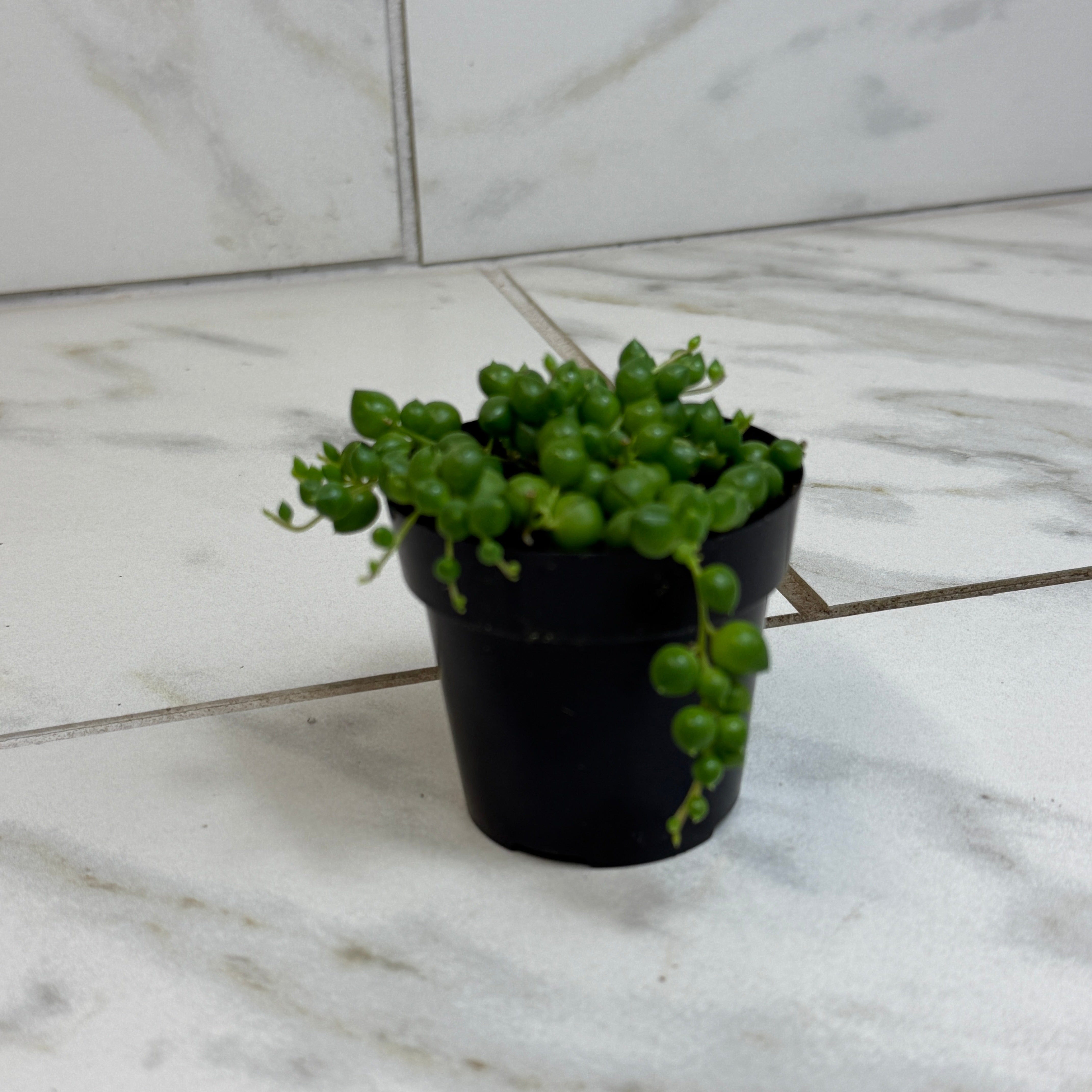 string of pearls house plants Rowleyanus String of Pearls, 2" Plant
