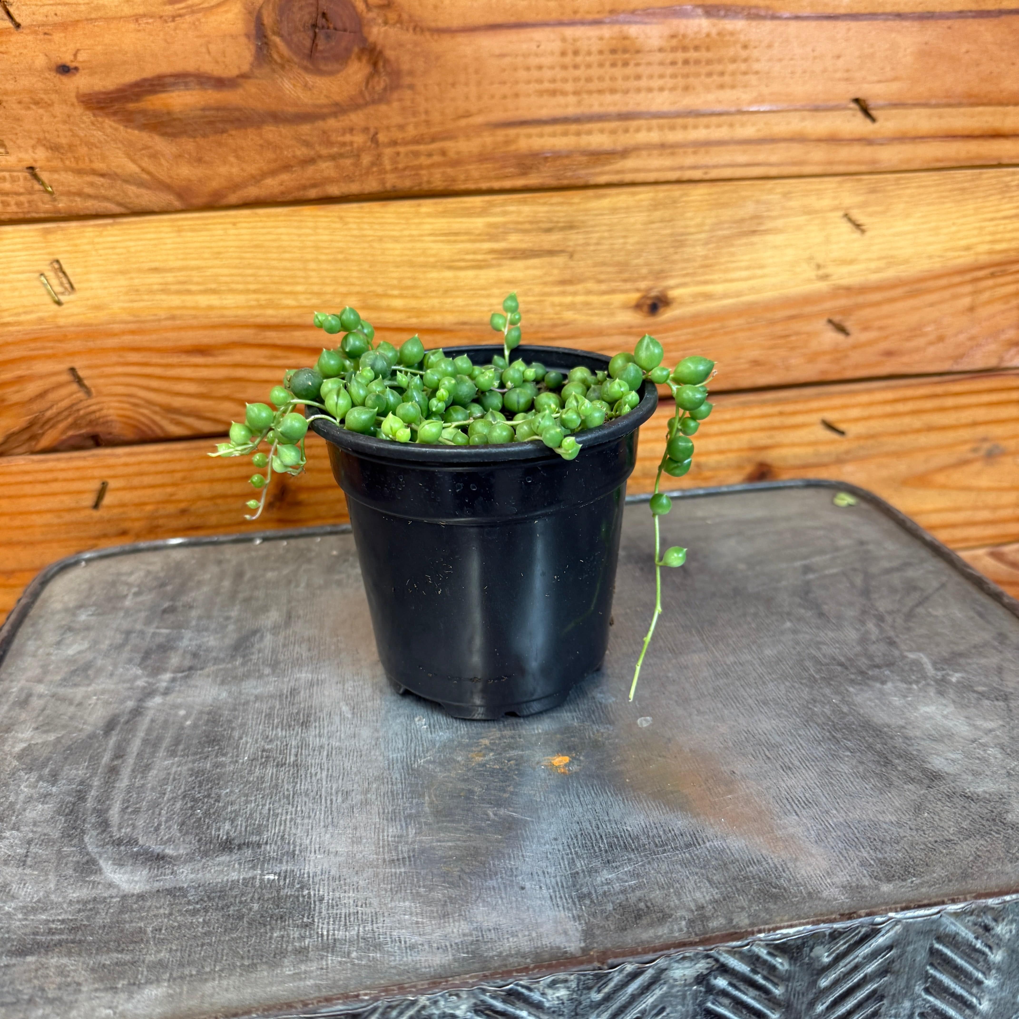 house plants string of pearls Rowleyanus String of Pearls, 4" Plant
