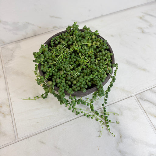 The Plant Farm® Houseplants Rowleyanus String of Pearls, 6" Plant