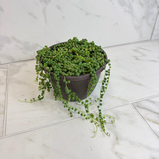 The Plant Farm® Houseplants Rowleyanus String of Pearls, 6" Plant