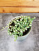 The Plant Farm® Houseplants Rowleyanus String of Pearls Marble, 2" Plant